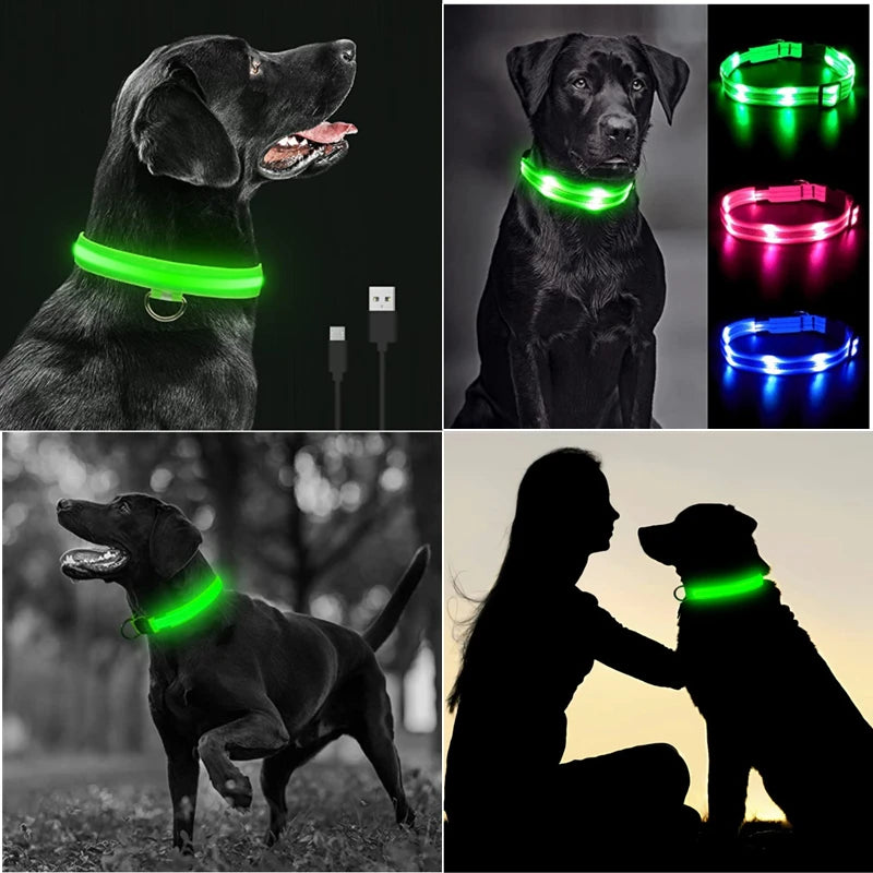 Collare luminoso per cani con ricarica USB e ciondolo, luce LED di lusso staccabile, luminoso per cani di piccola taglia, collare di sicurezza notturno per gatti all'ingrosso