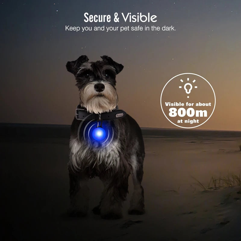Collare luminoso per cani con ricarica USB e ciondolo, luce LED di lusso staccabile, luminoso per cani di piccola taglia, collare di sicurezza notturno per gatti all'ingrosso