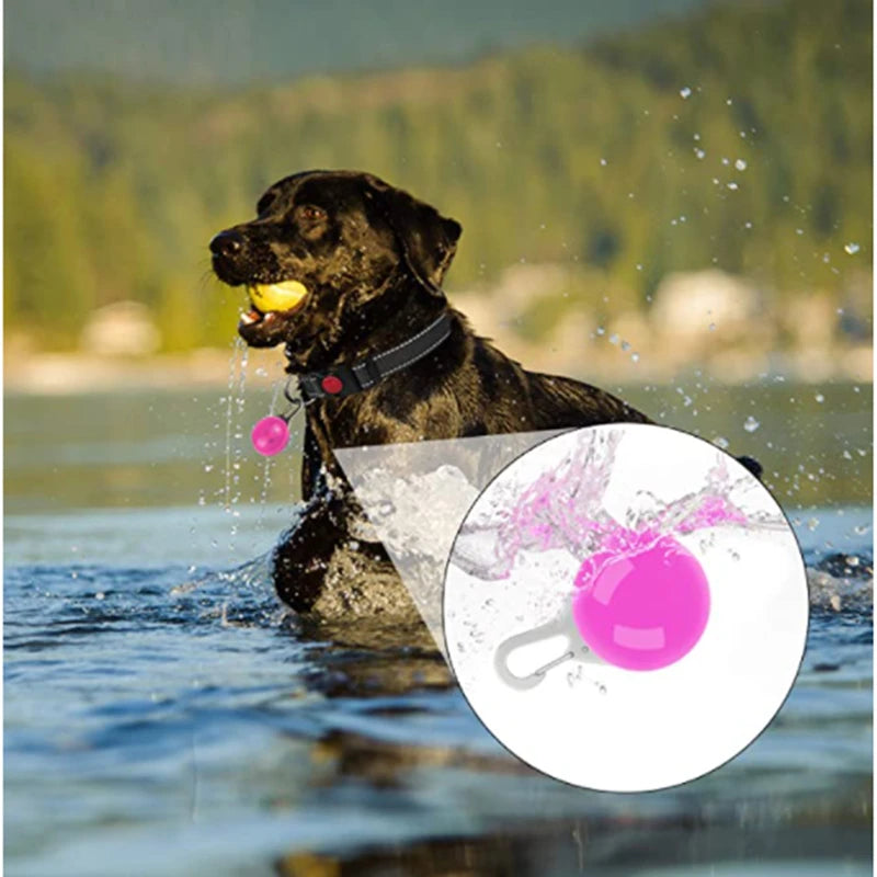 Collare luminoso per cani con ricarica USB e ciondolo, luce LED di lusso staccabile, luminoso per cani di piccola taglia, collare di sicurezza notturno per gatti all'ingrosso