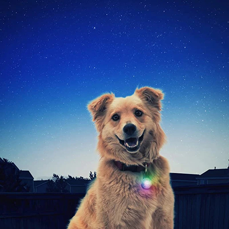 Collare luminoso per cani con ricarica USB e ciondolo, luce LED di lusso staccabile, luminoso per cani di piccola taglia, collare di sicurezza notturno per gatti all'ingrosso
