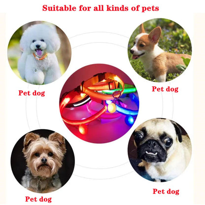 Collare luminoso per cani con ricarica USB e ciondolo, luce LED di lusso staccabile, luminoso per cani di piccola taglia, collare di sicurezza notturno per gatti all'ingrosso