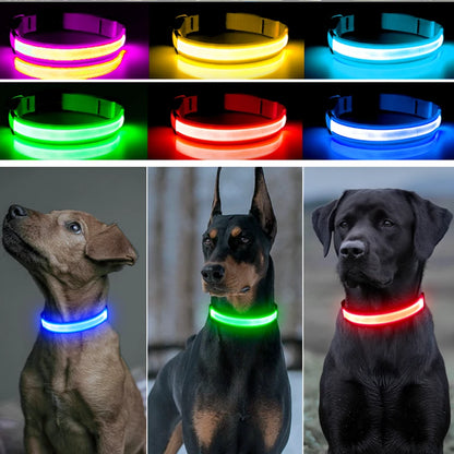 Collare luminoso per cani con ricarica USB e ciondolo, luce LED di lusso staccabile, luminoso per cani di piccola taglia, collare di sicurezza notturno per gatti all'ingrosso